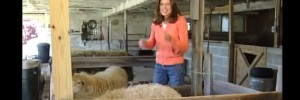 Navajo Churro Sheep