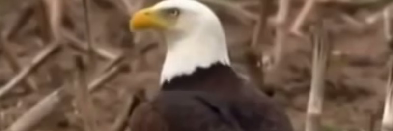 5 Bald Eagle Facts for Kids