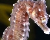 5 Seahorse Facts For Kids