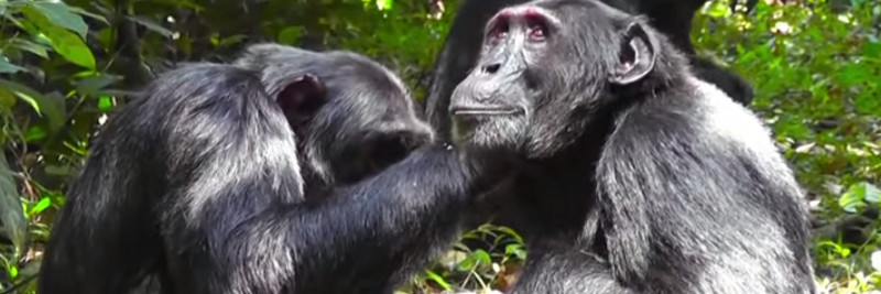 6 Chimpanzee Facts For Kids
