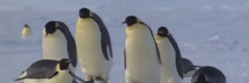 6 Emperor Penguin Facts For Kids