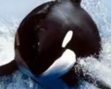 9 Killer Whale Facts For Kids