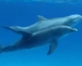 11 Bottlenose Dolphin Facts For Kids