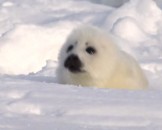 3 Harp Seal Facts For Kids