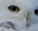 3 Snowy Owl Facts For Kids
