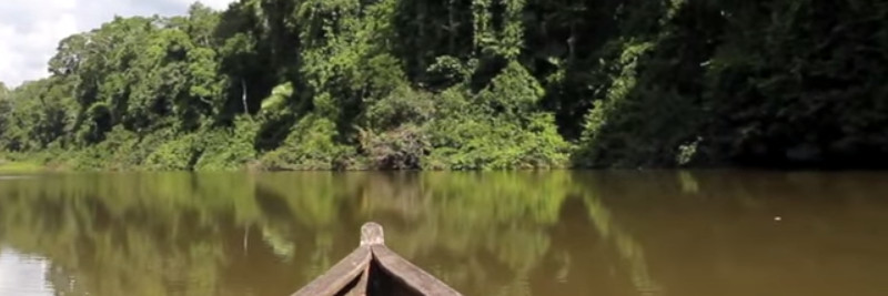 4 Amazon Rainforest Facts For Kids