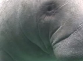 4 Manatee Facts For Kids