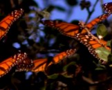 4 Monarch Butterfly Facts For Kids