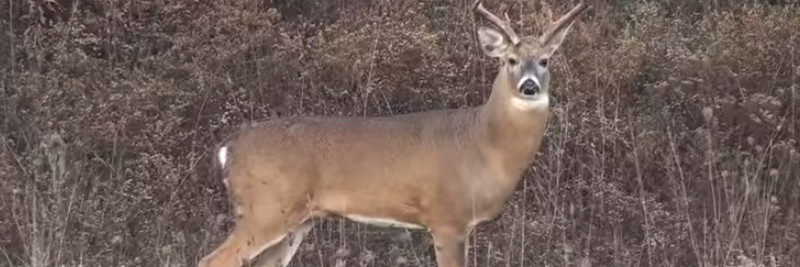 4 White Tailed Deer Facts For Kids
