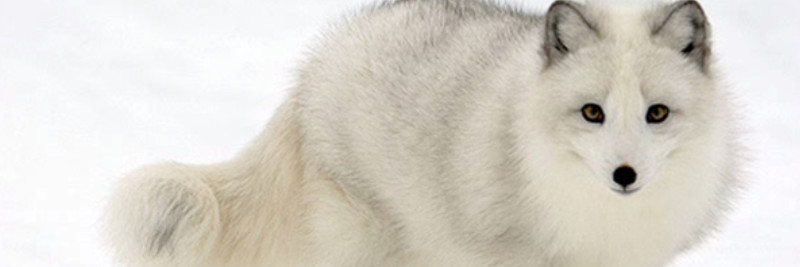 5 Arctic Fox Facts for Kids