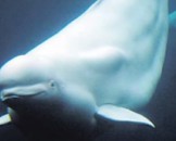 5 Beluga Whale Facts For Kids