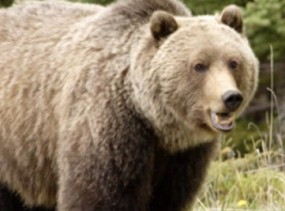 5 Grizzly Bear Facts for Kids