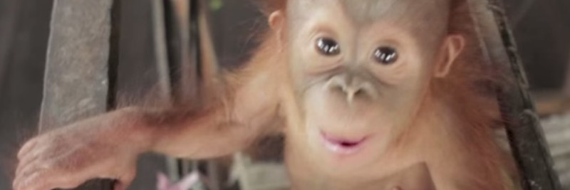 5 Orangutan Facts For Kids