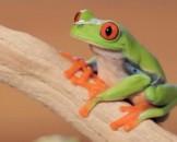 5 Red Eyed Tree Frog Facts For Kids