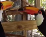 5 Toucan Facts For Kids