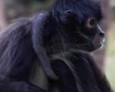 6 Spider Monkey Facts For Kids