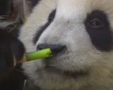 7 Panda Bear Facts For Kids