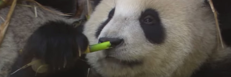 7 Panda Bear Facts For Kids