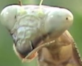 7 Praying Mantis Facts For Kids