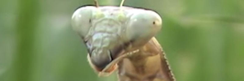 7 Praying Mantis Facts For Kids