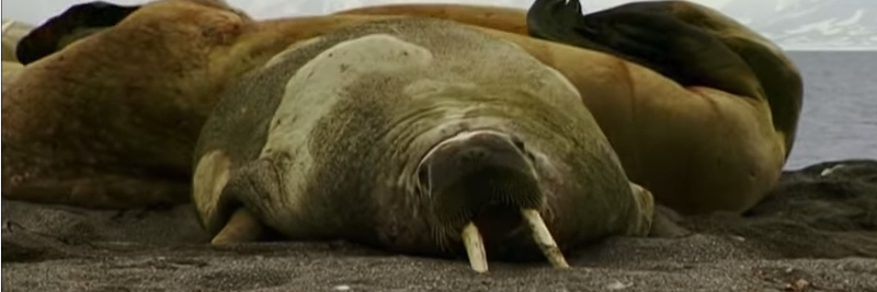 7 Walrus Facts For Kids