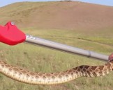 8 Rattlesnake Facts for Kids
