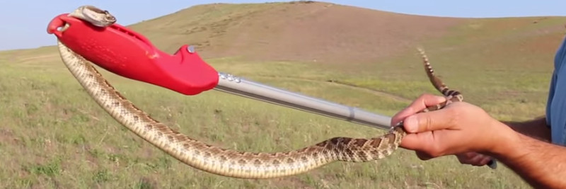 8 Rattlesnake Facts for Kids