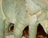 8 Triceratops Facts For Kids