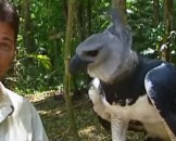 10 Harpy Eagle Facts for Kids