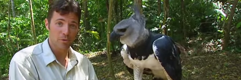10 Harpy Eagle Facts for Kids