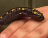10 Salamander Facts for Kids
