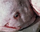 14 Blobfish Facts for Kids
