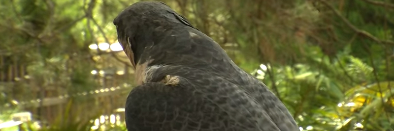 14 Peregrine Falcon Facts for Kids