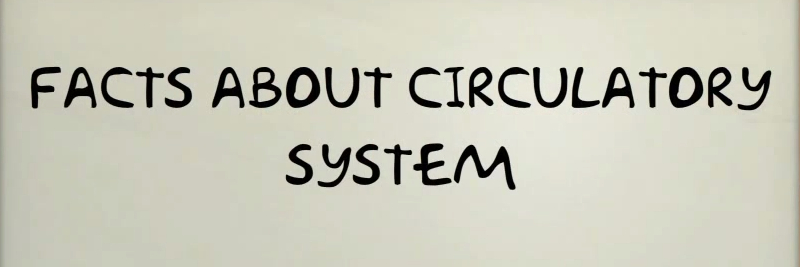 15 Circulatory System Facts for Kids