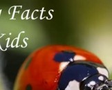 17 Ladybugs Facts for Kids
