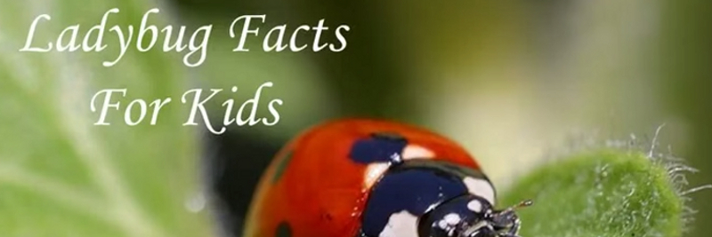 17 Ladybugs Facts for Kids