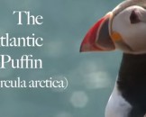 17 Puffin Facts for Kids