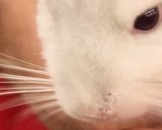 18 Chinchilla Facts for Kids