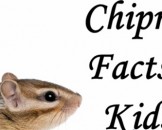 18 Chipmunk Facts for Kids