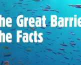 7 Great Barrier Reef Facts for Kids