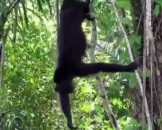 8 Howler Monkey Facts for Kids