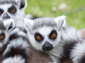 8 Lemur Facts for Kids