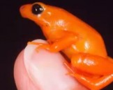 8 Poison Dart Frog Facts for Kids