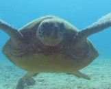 9 Green Sea Turtle Facts for Kids