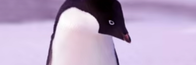 9 Rockhopper Penguin Facts for Kids