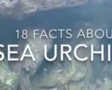11 Sea Urchin Facts for Kids