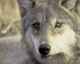 45 Grey Wolf Facts for Kids