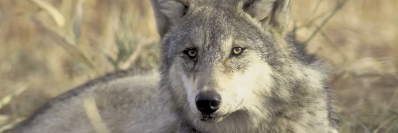 45 Grey Wolf Facts for Kids