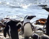 Important African Penguin Facts for Kids