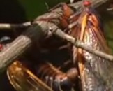 5 Cicada Facts for Kids